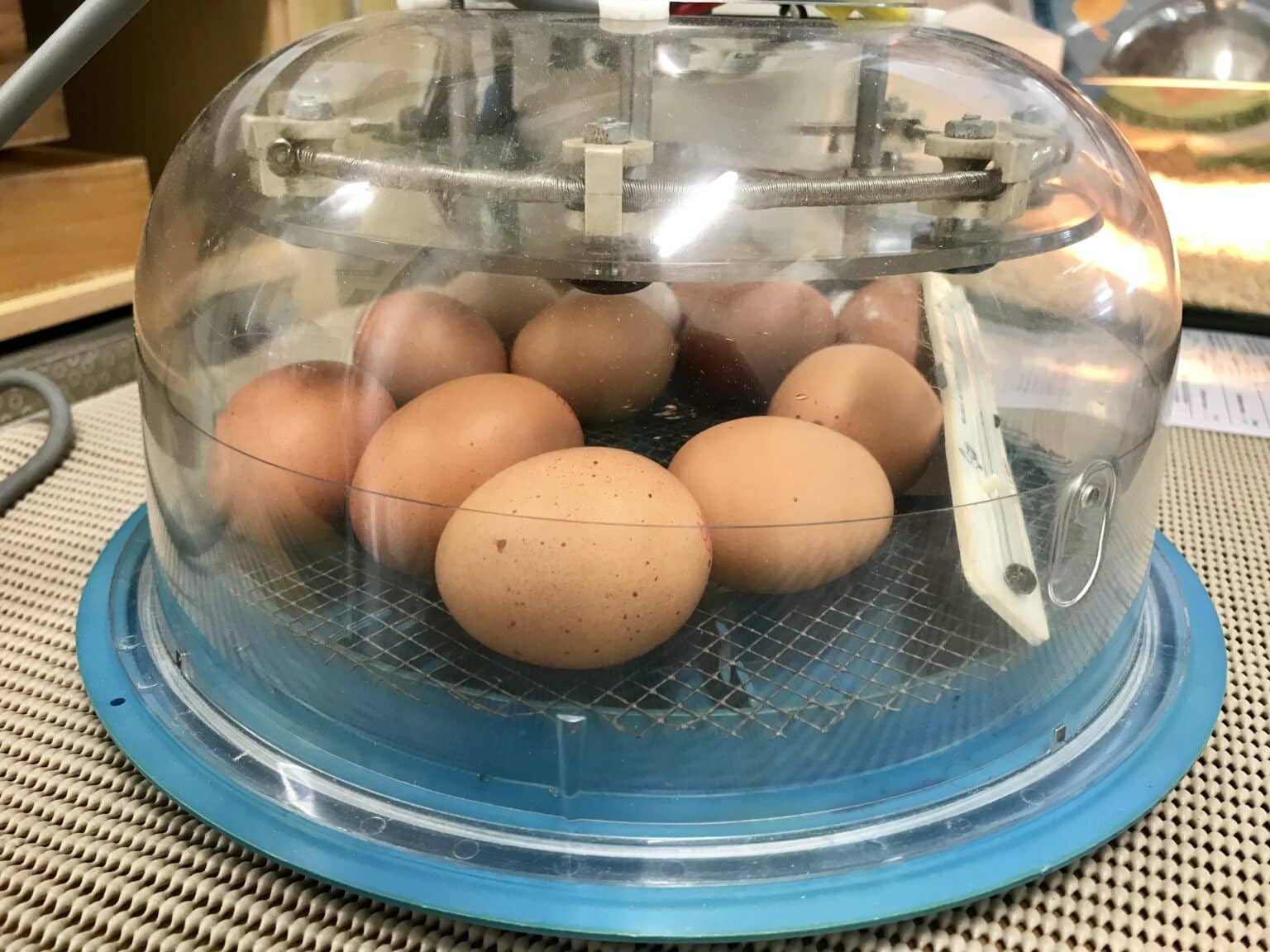 a Henny Penny Franchisee Henny Penny Hatching